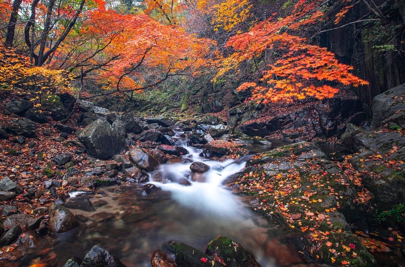 Babbling Brook