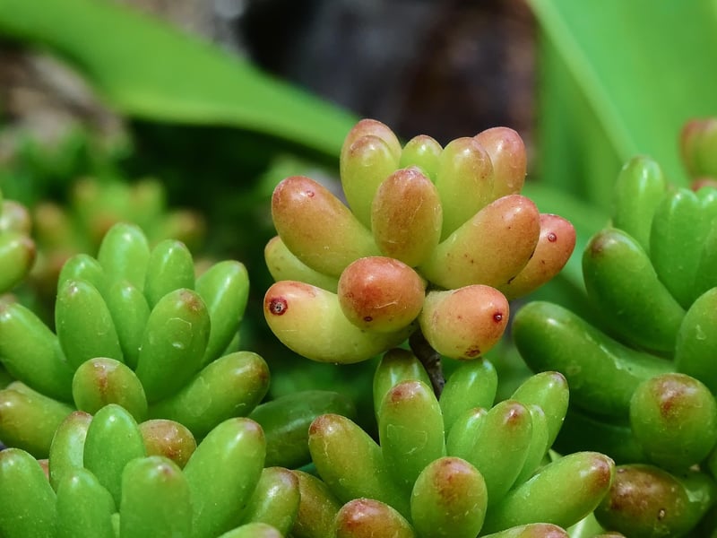 Jelly Bean Plant